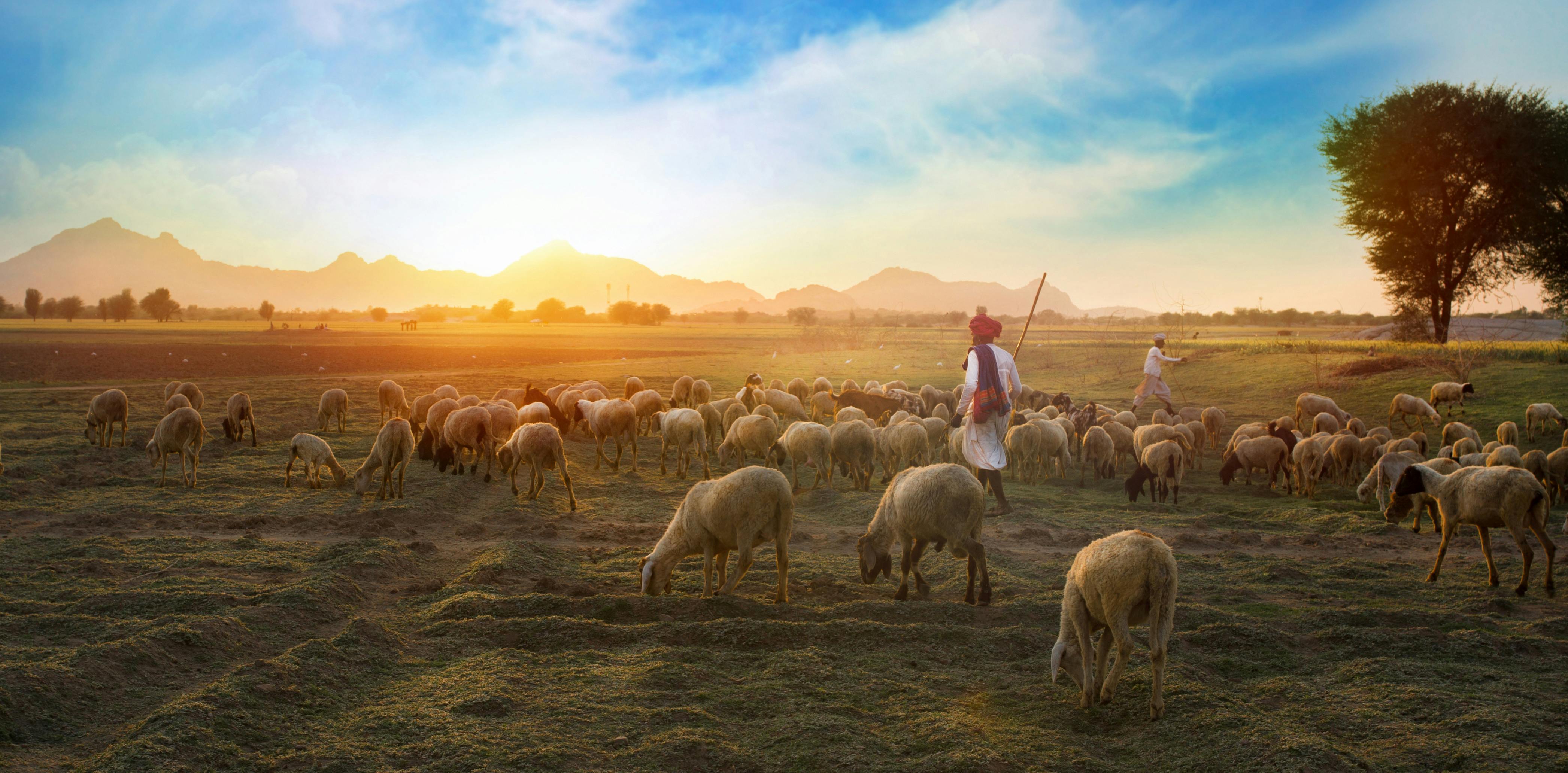 Rajasthan Royal Retreat