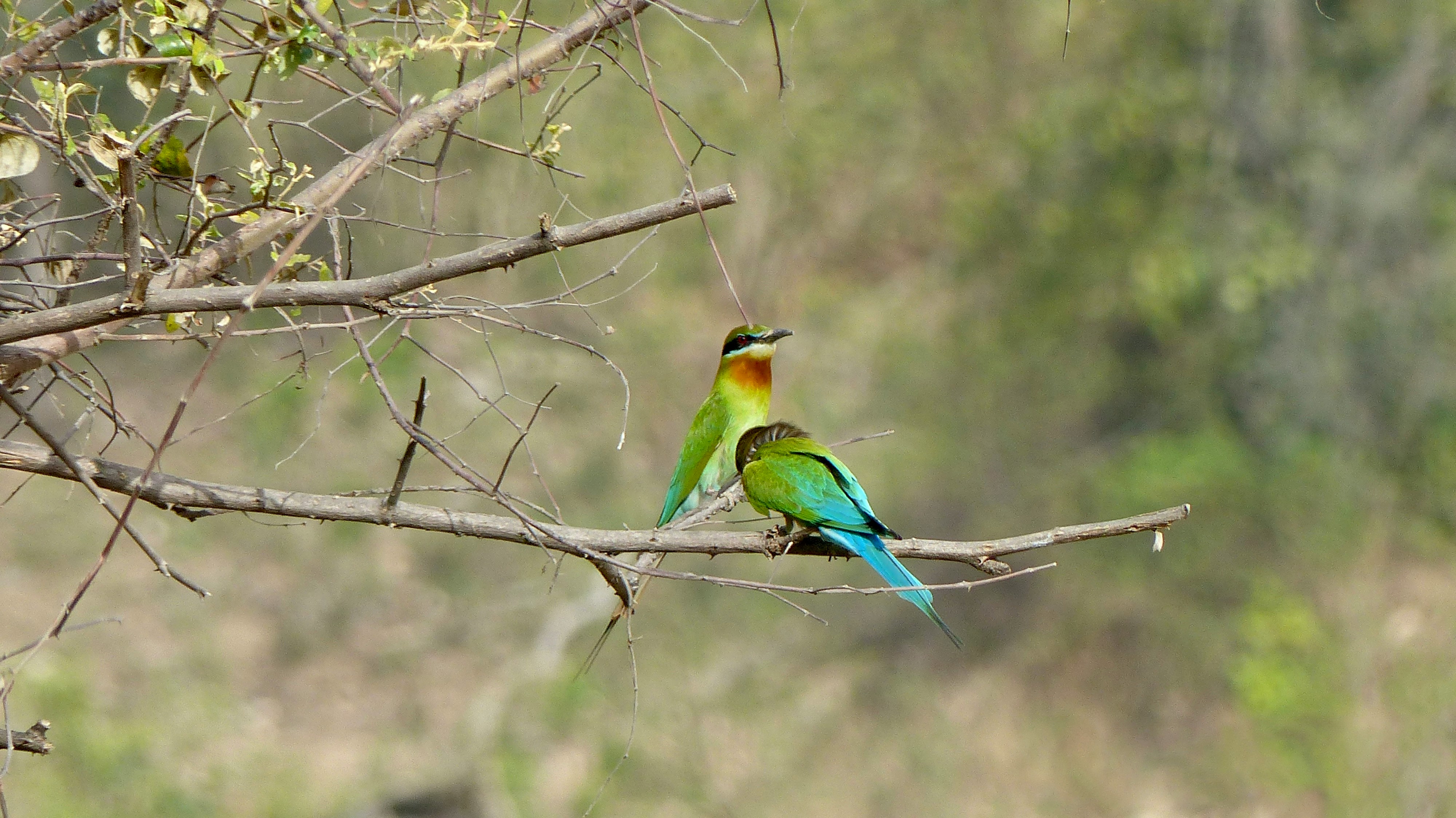 Thekkady Wildlife Safari