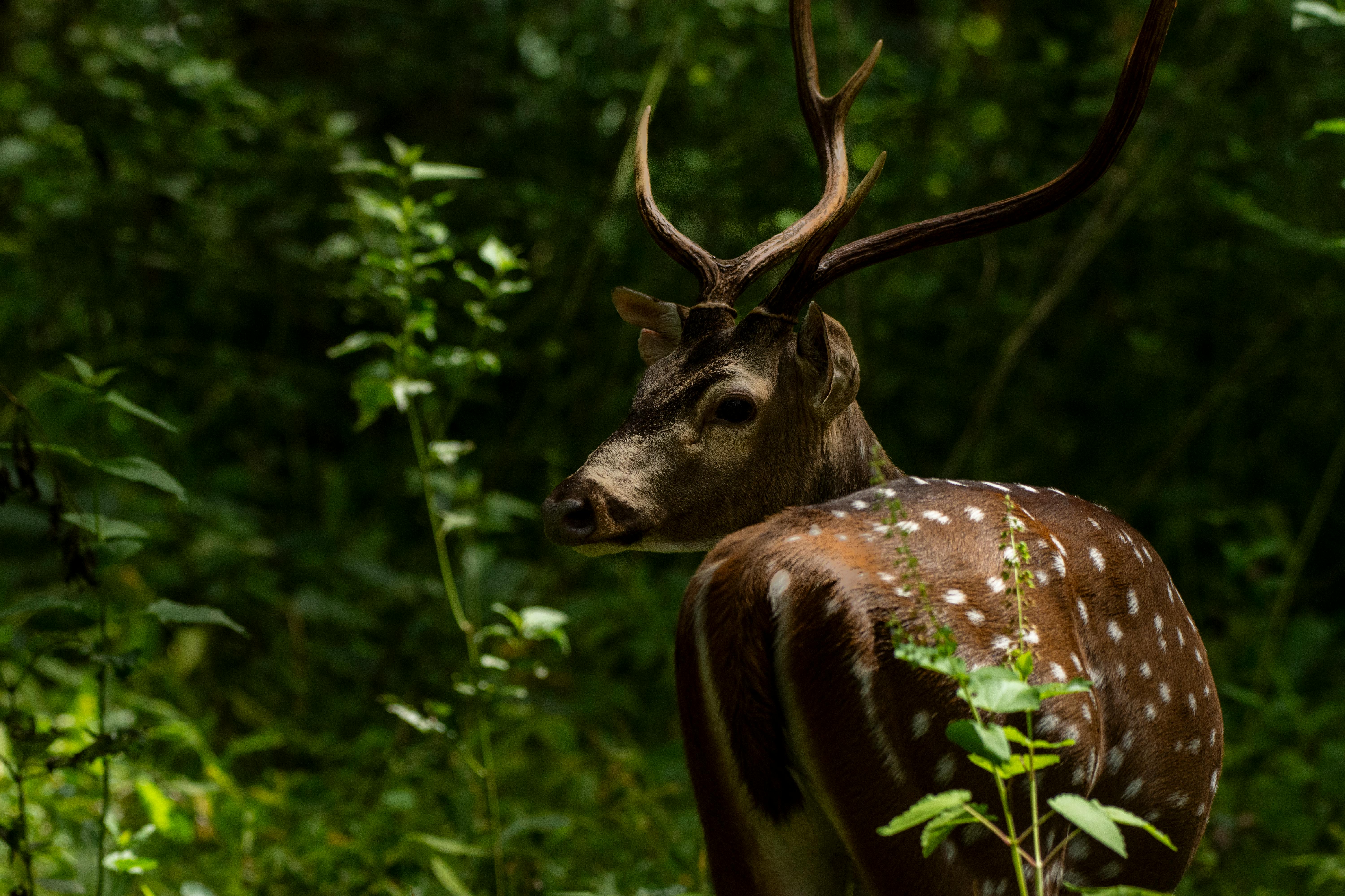 Wayanad Nature Retreat