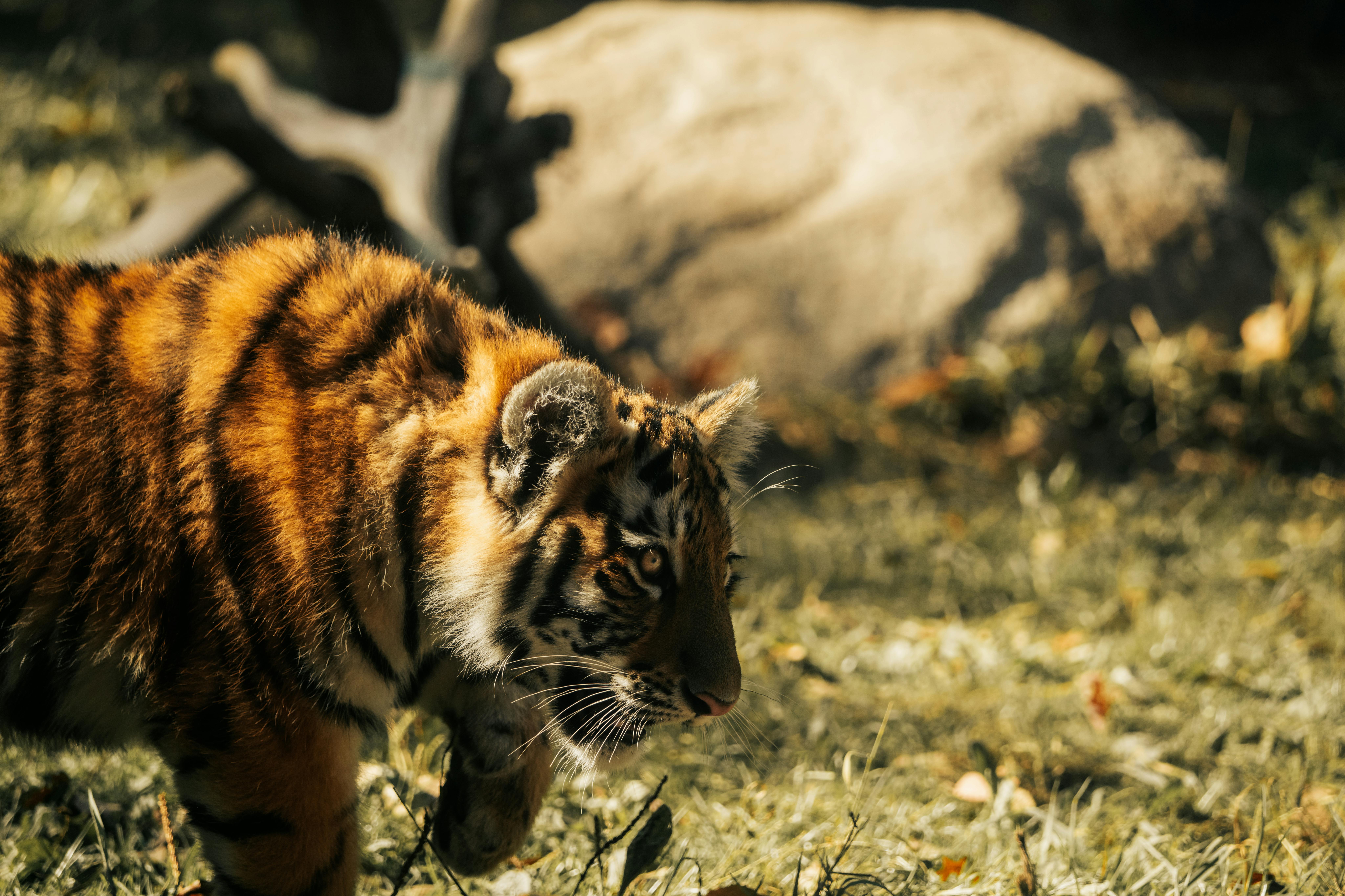 Wildlife Safari in Periyar